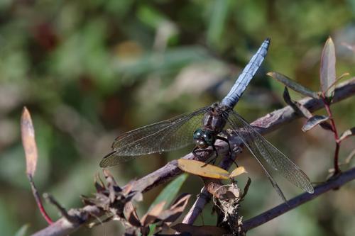 Orthetrum coerulescens