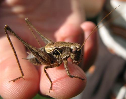 Pholidoptera griseoaptera