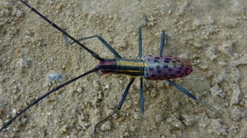 Macrochenus sp.