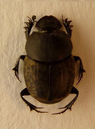 Réf. 62 140 : Onthophagus fracticornis