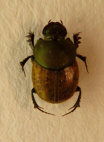 Onthophagus coenobita