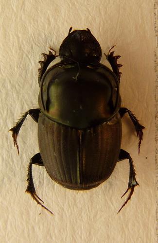Onthophagus illyricus