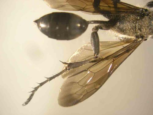 Isodontia mexicana