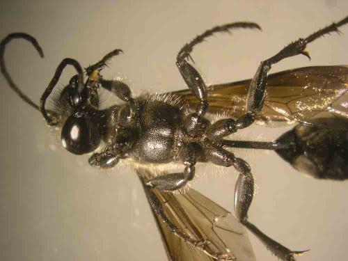 Isodontia mexicana