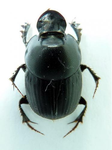Réf. 62 178 : Onthophagus taurus