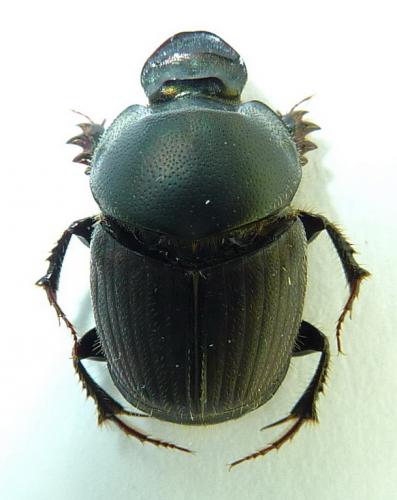 Onthophagus illyricus