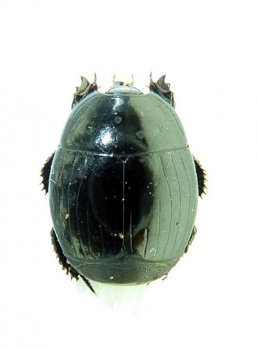Hister unicolor unicolor