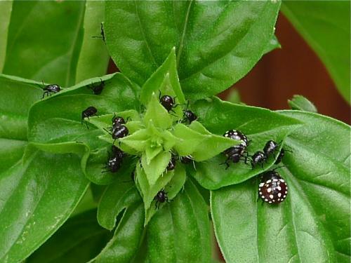 Nezara viridula