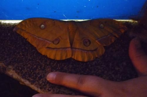 Antheraea yamamai
