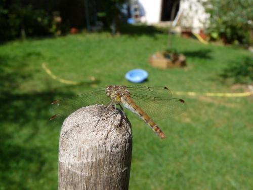 Réf. 62 143 : Sympetrum striolatum