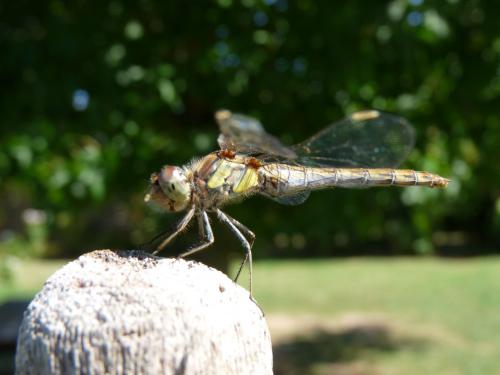 Sympetrum striolatum
