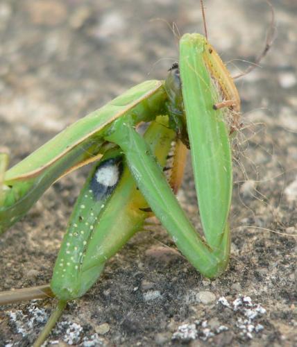 Mantis religiosa