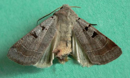 Eugnorisma glareosa
