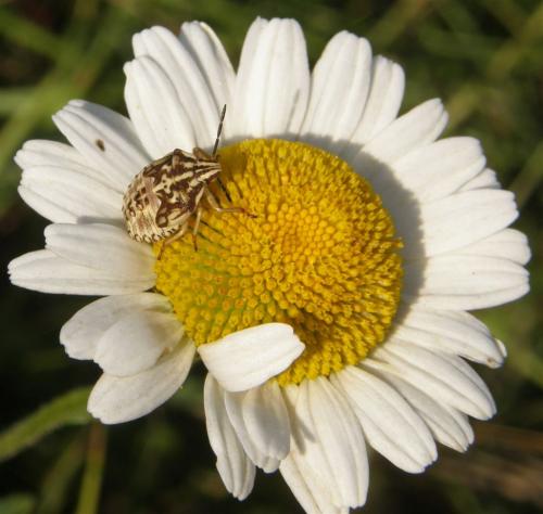 Carpocoris sp.