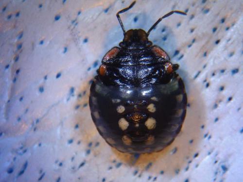 Nezara viridula