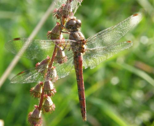 Réf. 62 711 : Sympetrum sp.