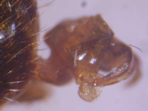 Lasioglossum euboeensis