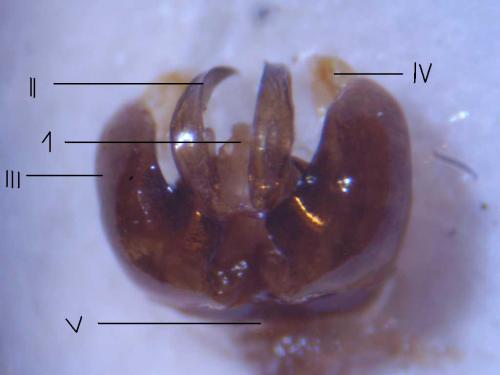 Réf. 62 922 : Lasioglossum calceatum