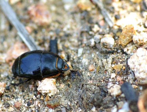 Réf. 62 594 : Pactolinus major
