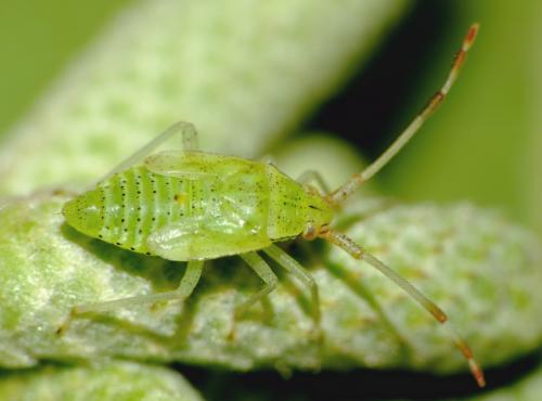 Pantilius tunicatus