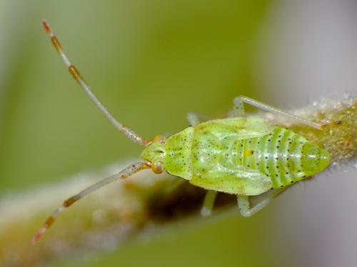 Pantilius tunicatus