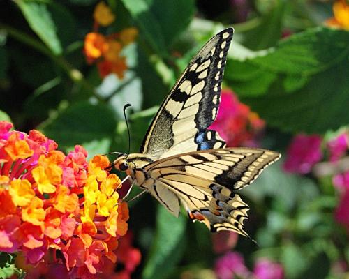 Papilio machaon