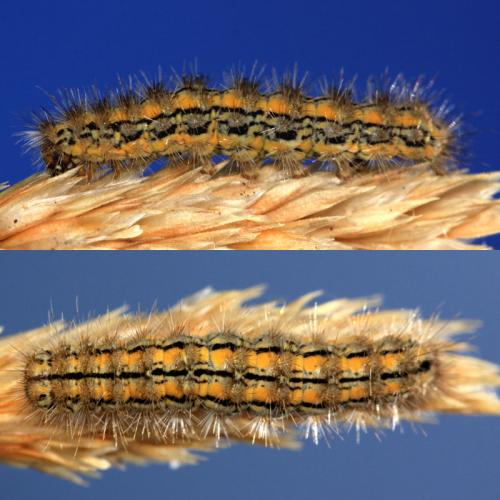 Eilema palliatella