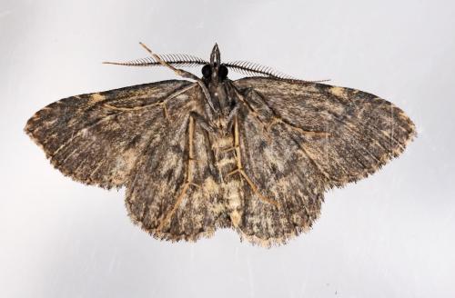 Réf. 62 250 : Parascotia fuliginaria