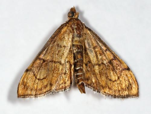 Réf. 62 855 : Anania verbascalis