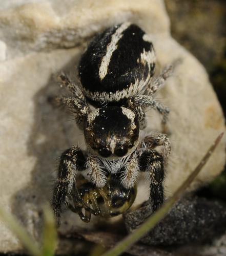 Pellenes sp.