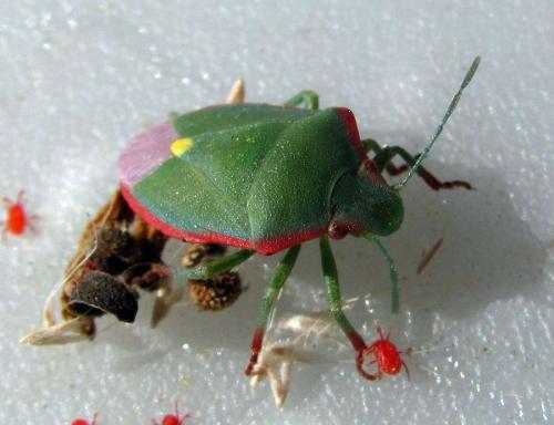 Brachynema cinctum