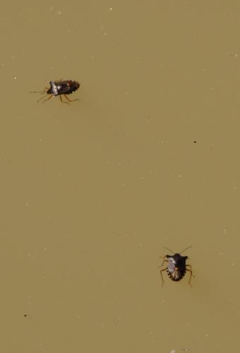 Pentatoma rufipes