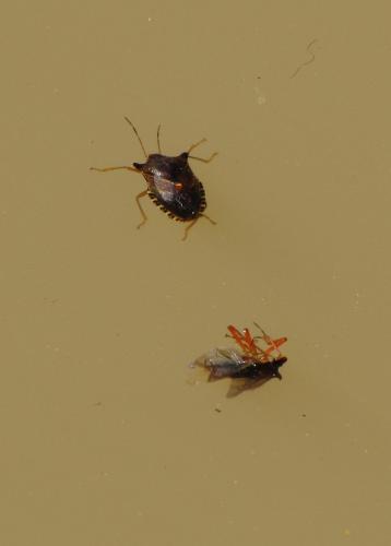 Pentatoma rufipes