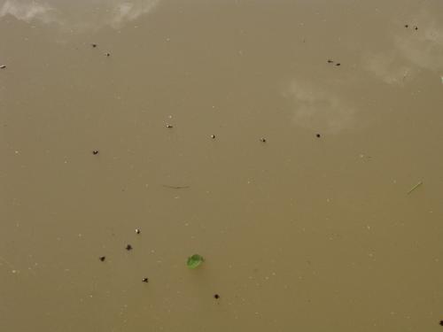 Pentatoma rufipes