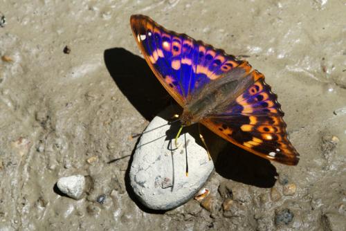 Apatura ilia