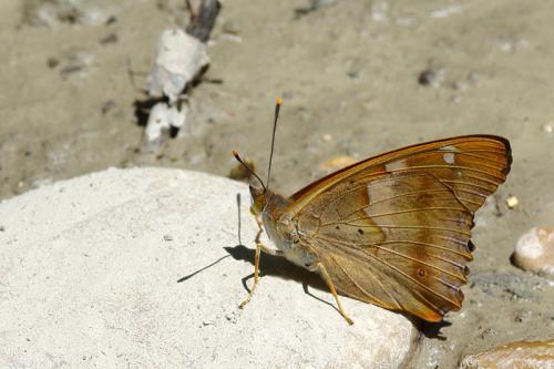 Apatura ilia