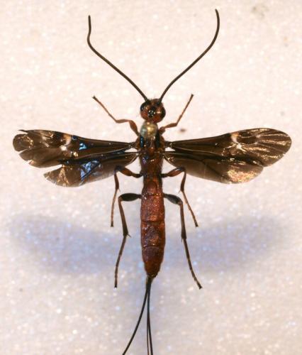 Réf. 62 716 : Glyptomorpha sp.