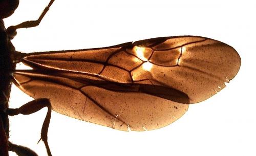 Réf. 62 738 : Glyptomorpha sp.