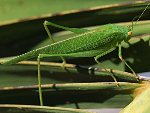 Phaneroptera nana