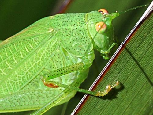 Phaneroptera nana
