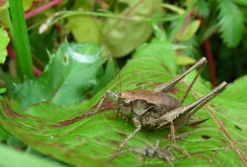 Pholidoptera griseoaptera