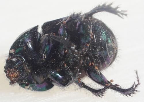 Réf. 62 343 : Geotrupes spiniger