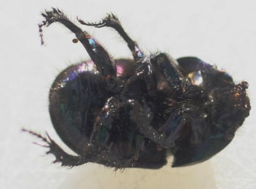 Réf. 62 260 : Geotrupes spiniger