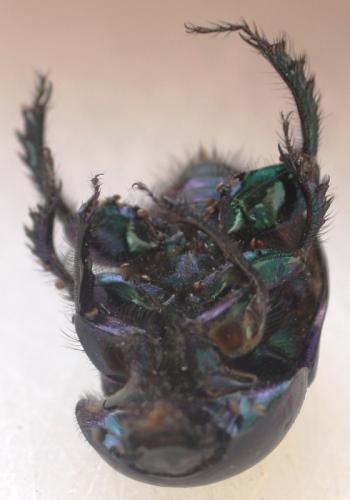 Réf. 62 261 : Geotrupes spiniger