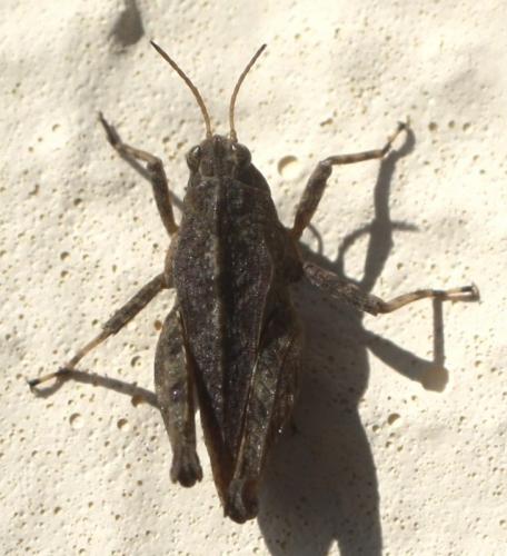 Réf. 62 478 : Tetrix undulata