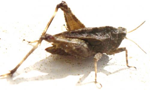 Réf. 62 372 : Tetrix undulata