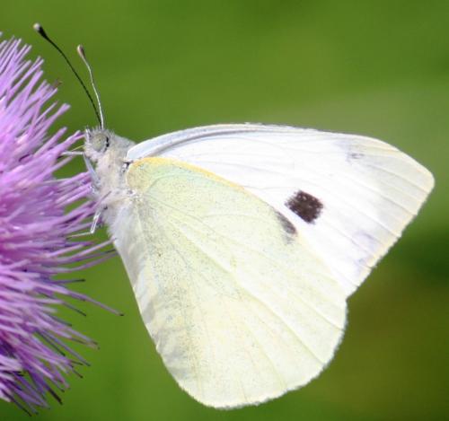 Réf. 62 267 : Pieris brassicae