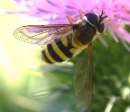 Réf. 62 345 : Epistrophe sp.