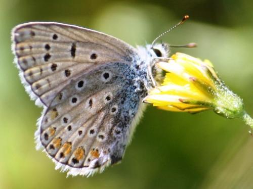 Polyommatus icarus
