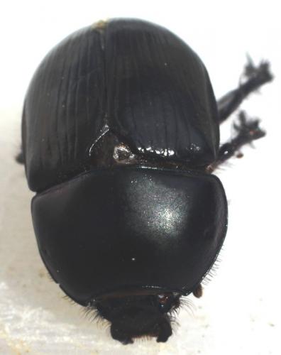 Réf. 62 370 : Geotrupes spiniger